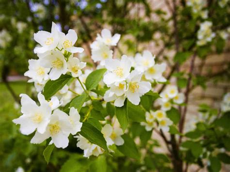 17 Most Beautiful Flowering Shrubs Amazing Bushes For A Colorful Garden