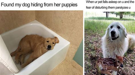 18 Happy Dog Memes That Will Make You Smile Till Your Face