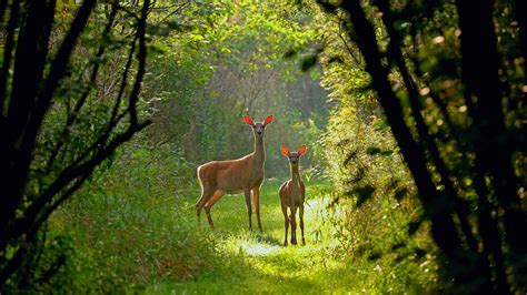 New zealand is the country located in the southern hemisphere near thу australian continent. White-tailed doe and fawn in Wisconsin - Bing Photo