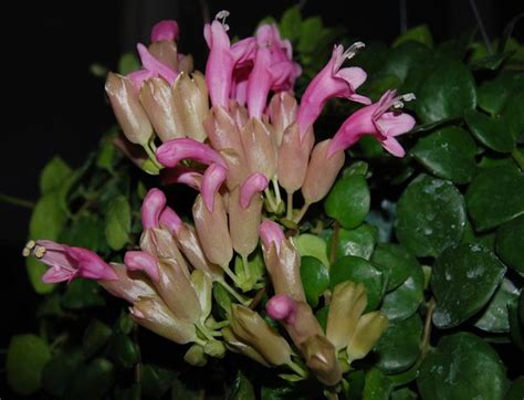 Aeschynanthus Thai Pink Gail Flickr