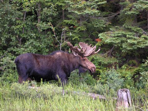 Considering that is only at the shoulders, a bull moose is much taller than that when you factor in the head and antlers. bull moose | A bull moose's antlers can grow as large as 6 ...