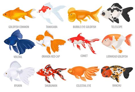 Top 10 Popular Types Of Goldfish Varieties Aquamarina Vlrengbr