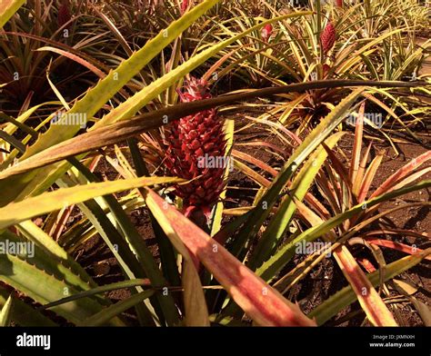 Fancy Pink Pineapple Dole Plantation Oahu Hawaii Stock Photo Alamy