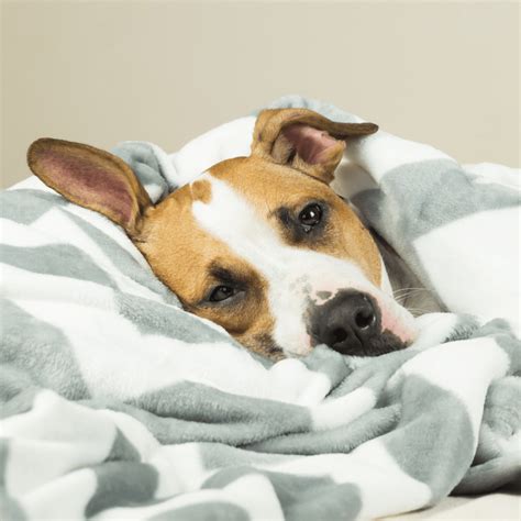 Everything You Need To Know About Dog Flu In 2021 Petwellclinic