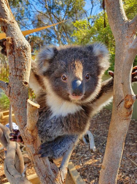 Pin By Mavis Mcdonald On Cute Animals In 2020 Cute Animals Koala