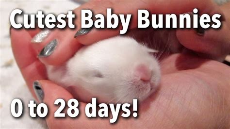 How To Care For Baby Bunnies Just Born Care Workers Vaccine