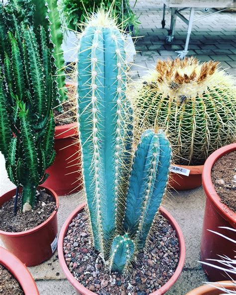 7 Amazing Tips On Blue Cactus Growth Care And Pest Control