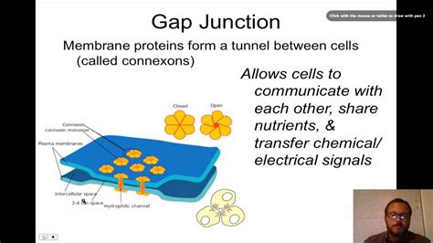 Cell Junctions Youtube