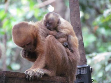 Bruna Martins Bezerra Blonde Capuchin Research Conservation Project
