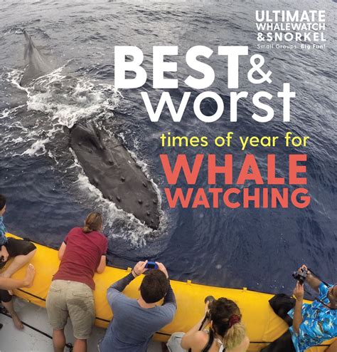 Best and WORST time fo year for Whale Watching! | Whale watching maui, Whale watching, Whale