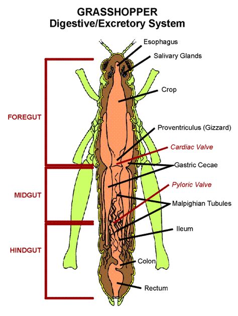 Grasshopper Digestiveexcretory System Digest Entomology Nebraska