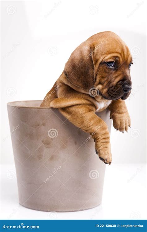 Cute Puppy Dog In Bucket Stock Photo Image Of Bucket 22150830