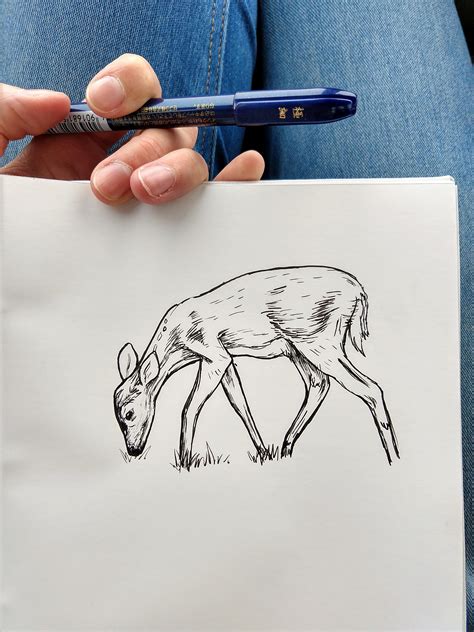 Sketched A Little Deer In Ink R Drawing