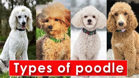 Different Types Of Poodle Dog Breeds Types Of Poodle Dog Poodle Dog