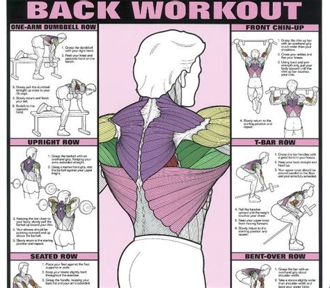 Back Muscle Chart Back Muscles Chart What Is Causing My Back Pain