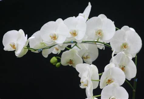 Posted on feb 17, 2021. White Phalaenopsis Orchid Long Stem
