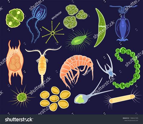 Plankton Vector Aquatic Phytoplankton And Planktonic Microorganism