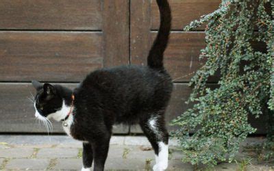As cats are extremely clean creatures, filthy litter box may also cause if your cat sprays once in a while, you can choose to ignore it. Cat Spraying Guides & Resources | Cease Cat Spraying