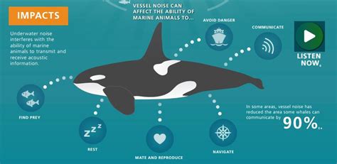 A Whale Of A Tale Protecting Whales In Busy Waterways Safety4sea
