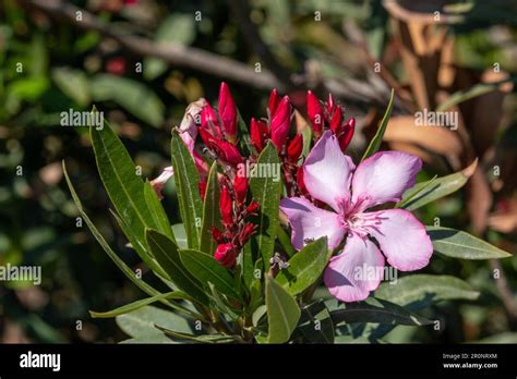 Pink Nerium Oleander Flowers Stock Photo Alamy