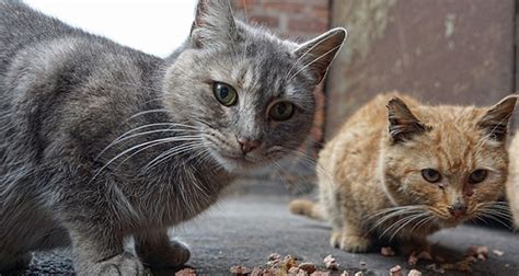 Feral Cats In Australia Nearly 100 Of The Country Has A Cat Problem