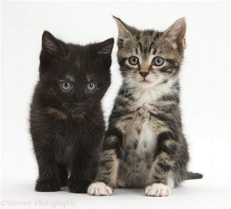 Tabby And Black Kittens Photo