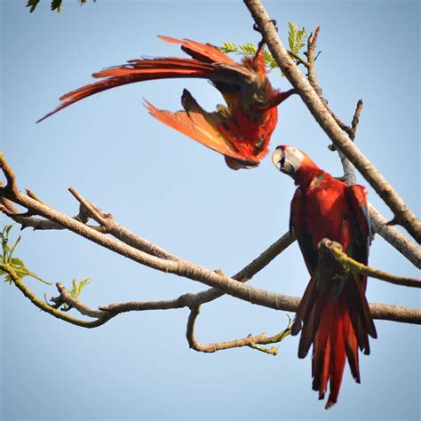 Birdwatching In Costa Rica An Introduction Enchanting Costa Rica