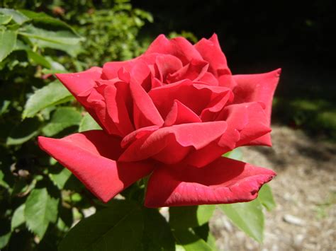 Rose At The International Peace Gardens In Jordan Park Salt Lake City