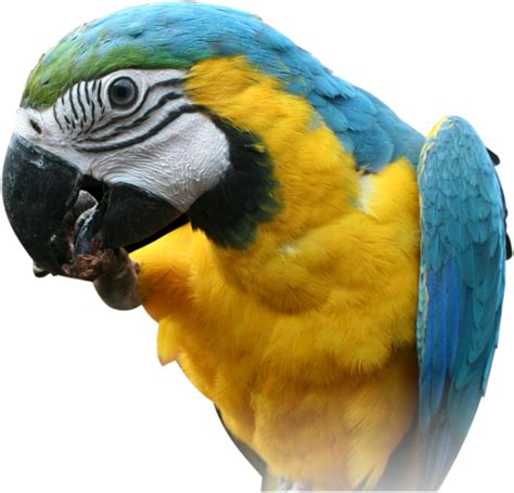 Parrot Png Images Free Download
