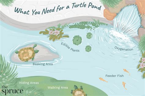 Pet Aquatic Turtles And Outdoor Ponds