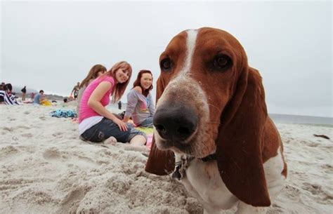 14 Signs You Are A Crazy Basset Hound Person Basset Puppies Basset