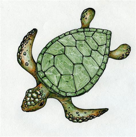 Swimming Sea Turtle Stock Illustration Image Of
