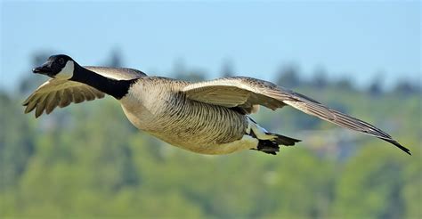 Do Hummingbirds Migrate On The Back Of Geese