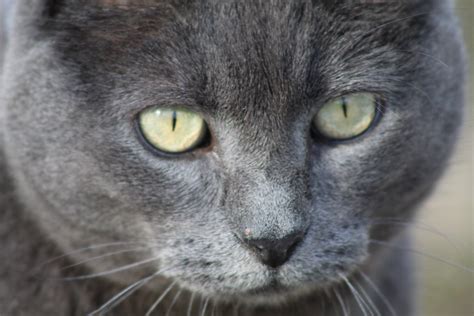 Grey Cat Closeup Free Photo Download Freeimages