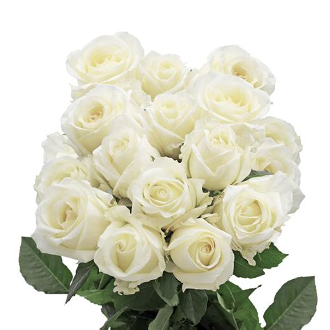 Globalrose White Roses 100 Fresh Cut Lovely Natural