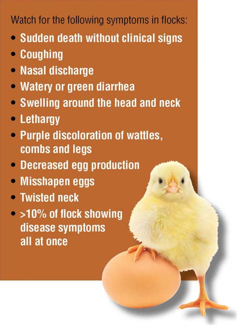 Learn about vaccination, transmission, treatment, prevention, and prognosis. Poultry growers urged to follow biosecurity | Mississippi State University Extension Service
