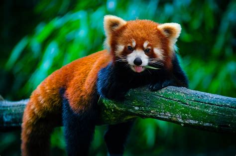 Panda Vermelho Animal Filhote Foto Gratuita No Pixabay