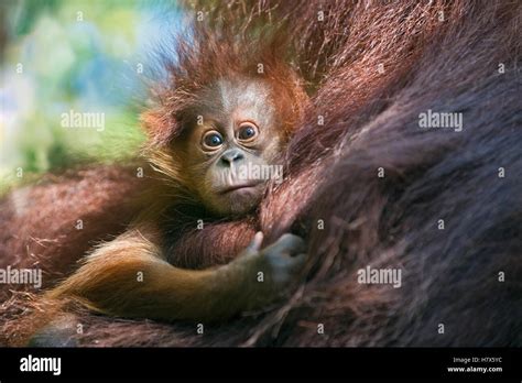 Sumatran Orangutan Pongo Abelii Two Month Old Baby Gunung Leuser