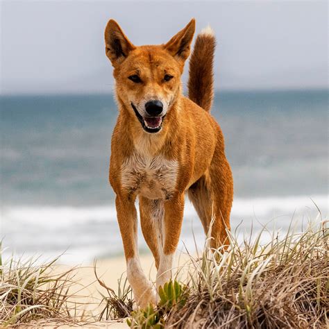 On The Fence Dingoes Documentary Australia