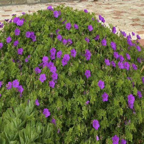 Geranium Sanguineum Tiny Monster Voordelig Kopen Bij