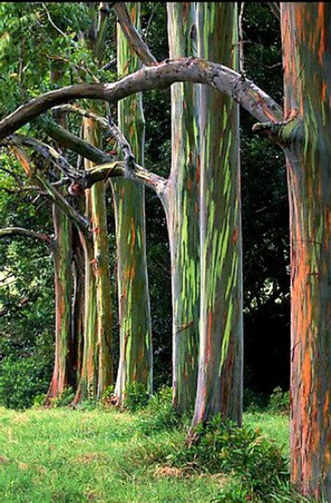 Rainbow Eucalyptus Deglupta Showy Tropical Tree 50 Rare Etsy
