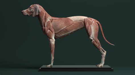 Jess Oneill Freelance Creature Artist Canine Anatomy For 3d Artists