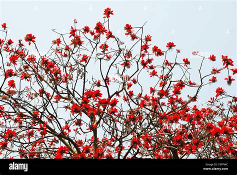 Red Flowers Blooming In Spring Season India Stock Photo Alamy