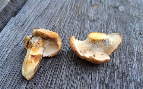 Hedgehog Mushrooms Meronwood