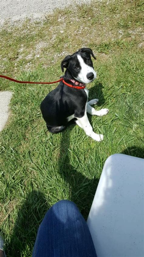They are very active indoors and do best with acreage. Adopt Petey on | Collie puppies, Border collie puppies ...