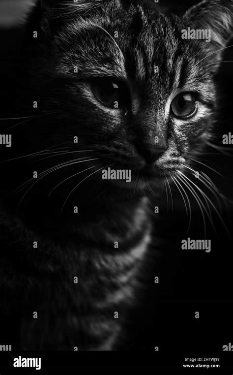 Black And White Close Up Portrait Of A Young Gray Tabby Cat Low Key On