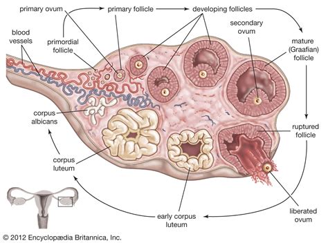 Human Reproductive System Ovaries Hormones Reproduction Britannica