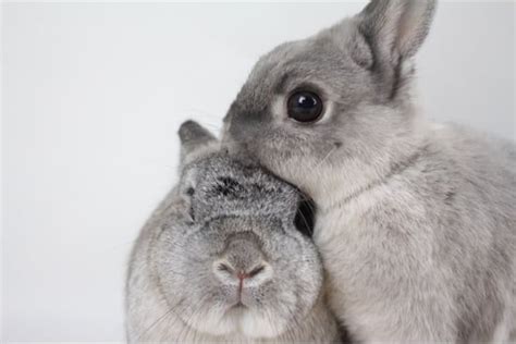 Do Rabbits Remember Siblings Owners Places And Names