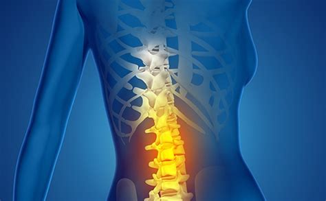 T9 T12 Vertebrae Thoracic Spinal Cord Injury