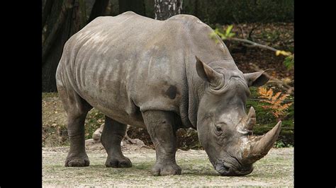 It is not what the birding fraternity call a category a breeding. 10 Endangered Species of Animals - Endangered Animals ...